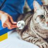 День ветеринарної служби в Україні