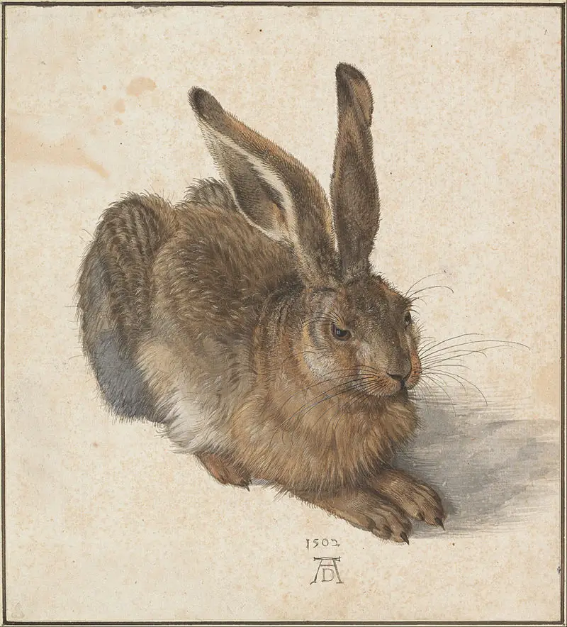 Альбрехт Дюрер, Заєць, (1502)