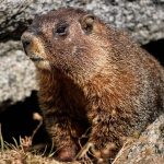 День бабака