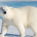 Міжнародний день полярного ведмедя