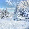 Омеляна зимового