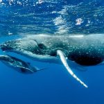Всесвітній день китів і дельфінів