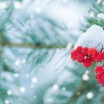 Лаврентіїв день