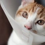 Всесвітній День стерилізації тварин