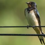 Маврикіїв день