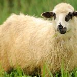 Онисимів день