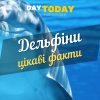 дельфіни - цікаві факти