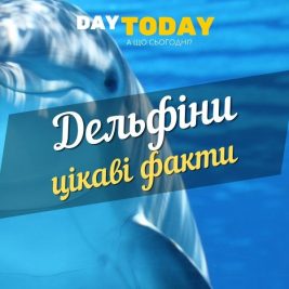 дельфіни - цікаві факти
