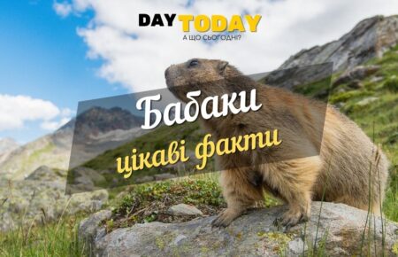 цікаві факти про бабака