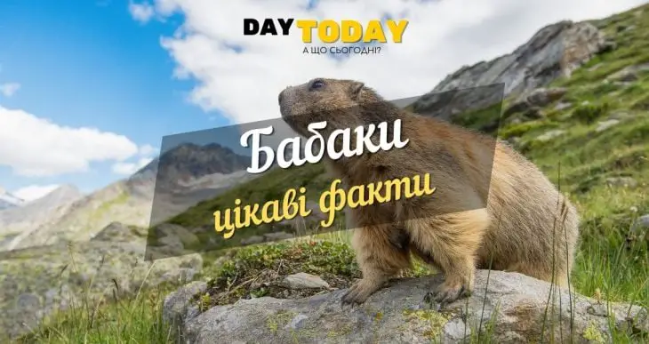 цікаві факти про бабака