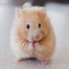 Всесвітній день хом'яків (World Hamster Day)