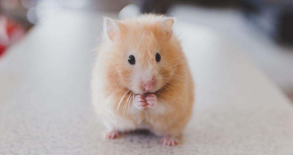 Всесвітній день хом'яків (World Hamster Day)