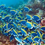 Всесвітній день міграції риб