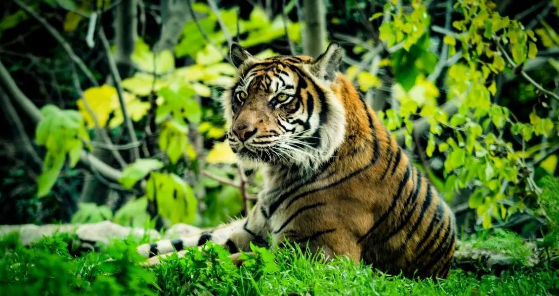 День зникаючих видів