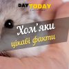 Міфи та цікаві факти про хом’яків