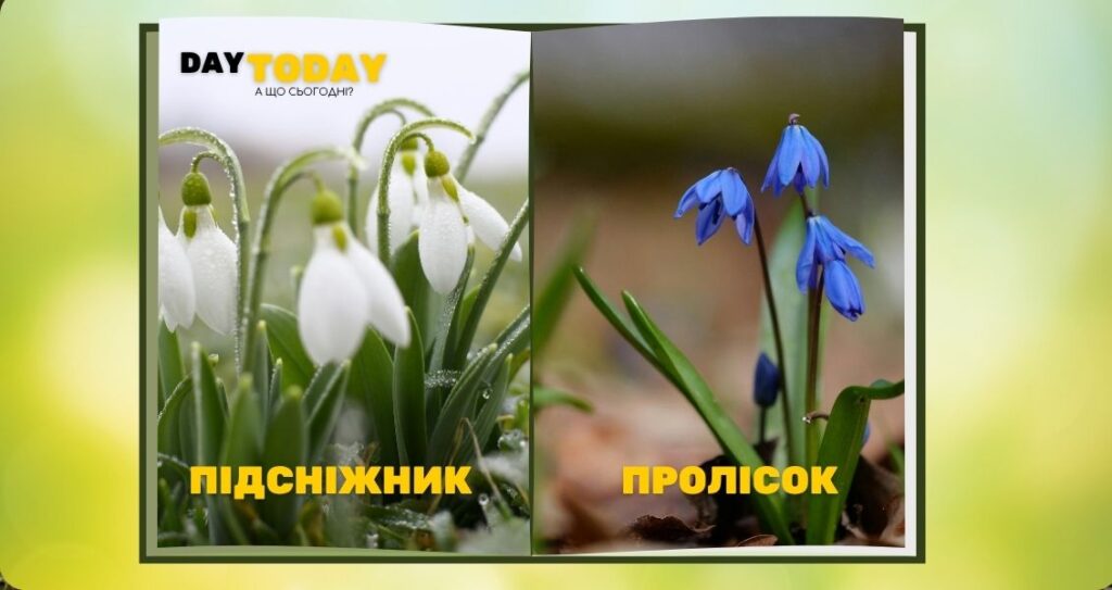 Підсніжник чи пролісок?