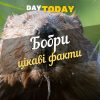 Цікаві факти про бобрів