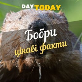 Цікаві факти про бобрів