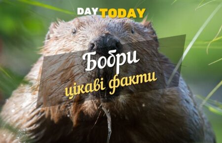 Цікаві факти про бобрів