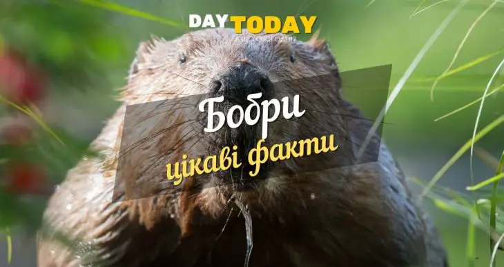 Цікаві факти про бобрів