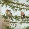 Весняна декада спостереженя за птахами