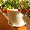 Всесвітній день міських фермерів (World Urban Farmers Day)