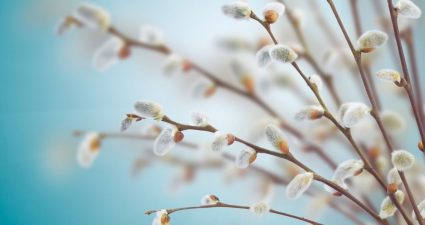 Ходімо далі? Наступна стаття