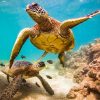 Всесвітній день морських черепах