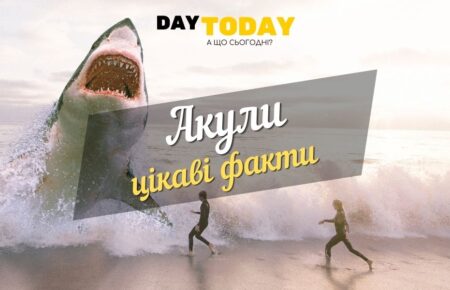 акули - цікаві факти