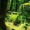 День працівників лісу