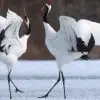Міжнародний день журавля