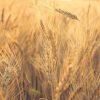 Всесвітній день зерна або Міжнародний день цільно зернової продукції