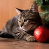 Котячий новий рік