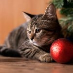 Котячий новий рік