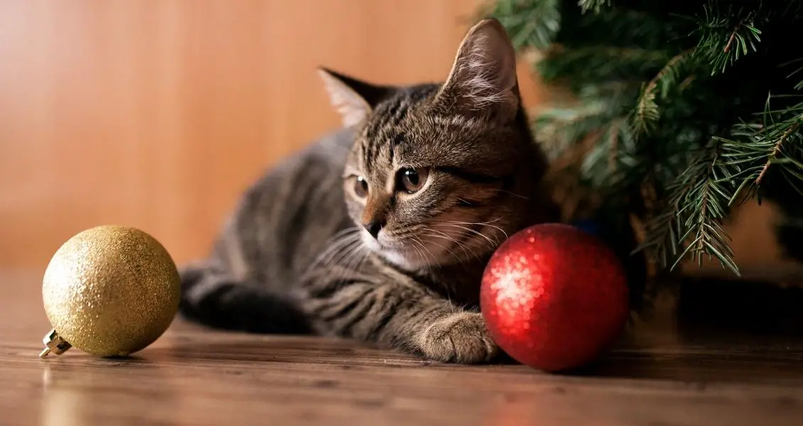 Котячий новий рік