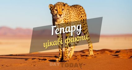 Ходімо далі? Наступна стаття