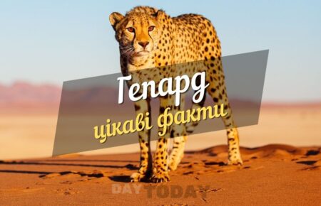 Цікаві факти про гепарда