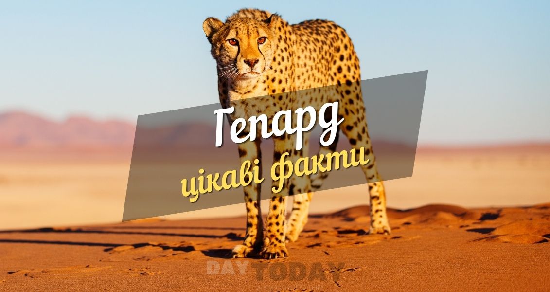 Цікаві факти про гепарда