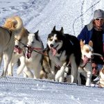 День їздових собак