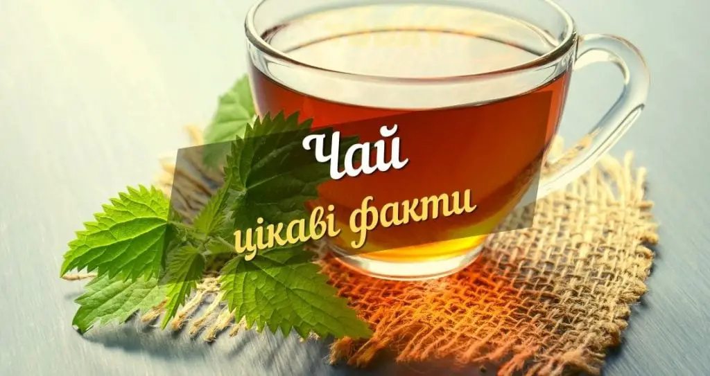 цікаві факти про чай