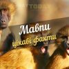 цікаві факти про мавп