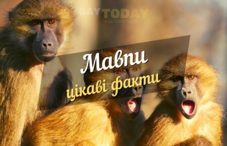 цікаві факти про мавп