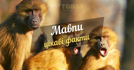 цікаві факти про мавп
