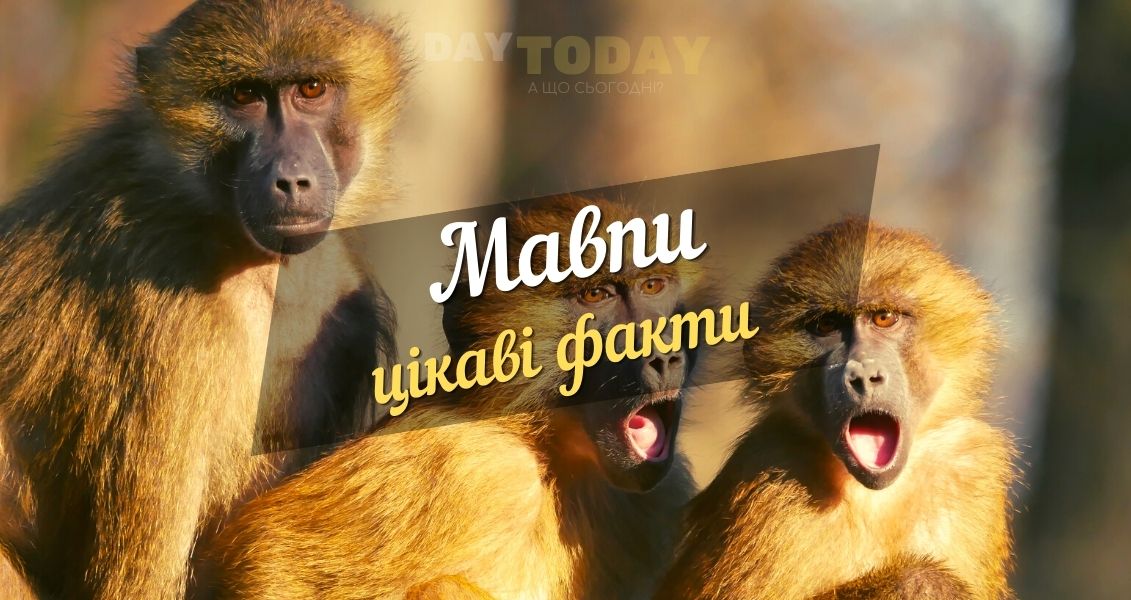цікаві факти про мавп