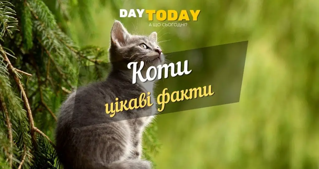 цікаві факти про котів