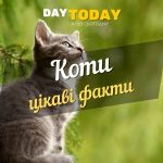 цікаві факти про котів