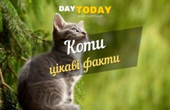 цікаві факти про котів