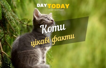 цікаві факти про котів