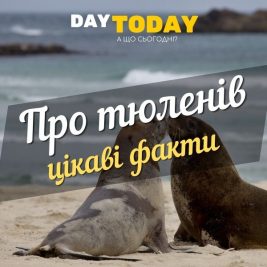 Цікаві факти про тюленiв (1)