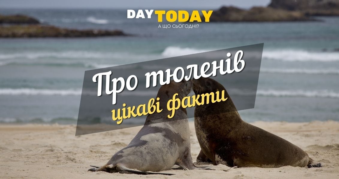 Цікаві факти про тюленiв (1)